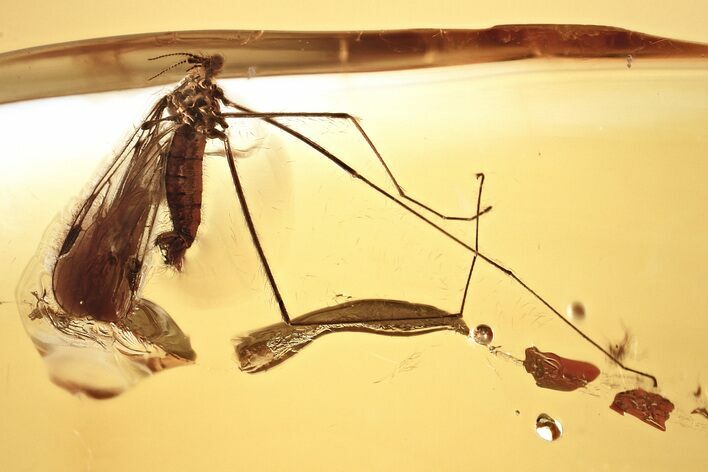 Fossil Crane Fly (Limoniidae) In Baltic Amber #328227